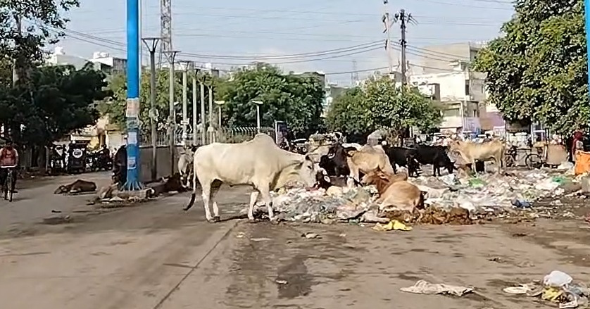 पांच हजार पशु पकड़े, फिर भी सड़कें खाली नहीं