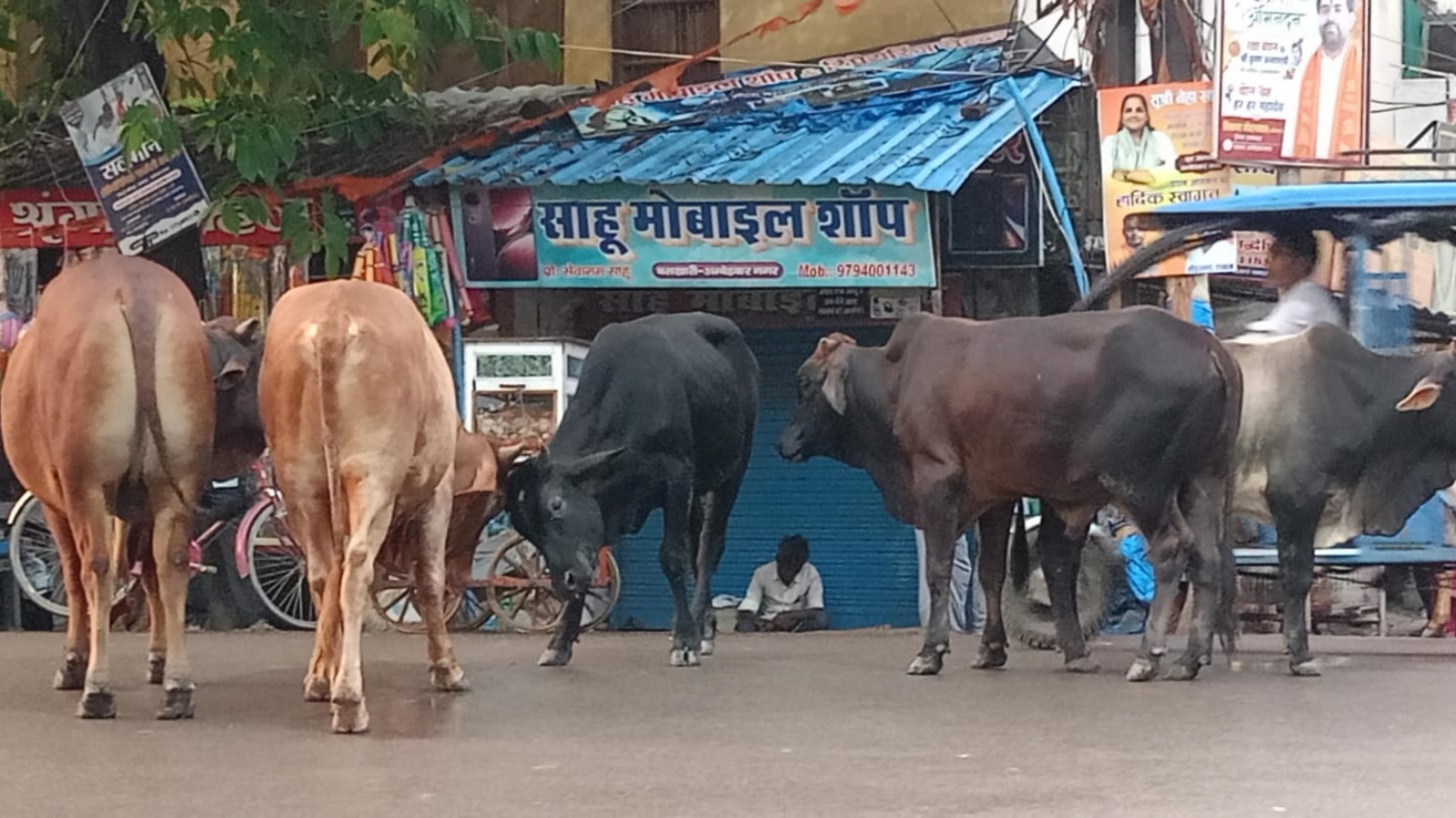 सड़कों पर बेखौफ घूमते सांड, वाहन चालकों के लिए बने मुसीबत; आए दिन हो रहे हादसे, जिम्मेदार बेखबर