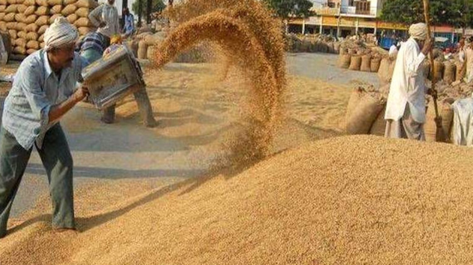 पश्चिमी यूपी में 12 अक्टूबर से होगी धान खरीद