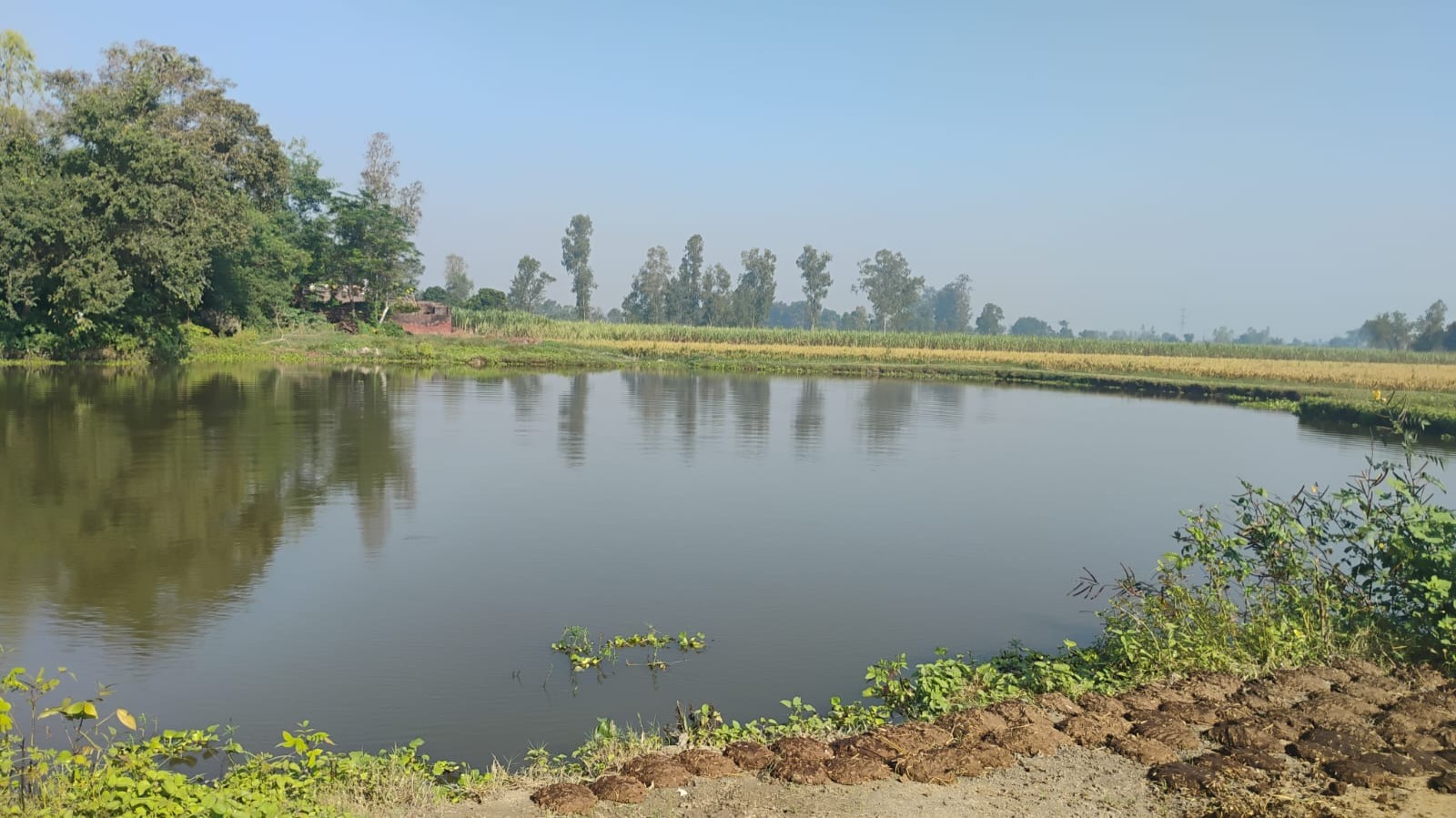 मासूमों की जान पर मंडरा रहा खतरा, स्कूल के पास घूम रहा मौत का साया - जिम्मेदार बेखबर
