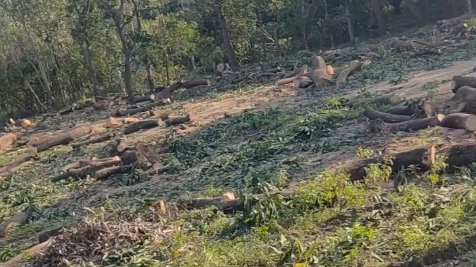 70 पेड़ों की अनुमति, अधिक कटान की चर्चा, मौके पर सत्यापन से साफ होगी तस्वीर