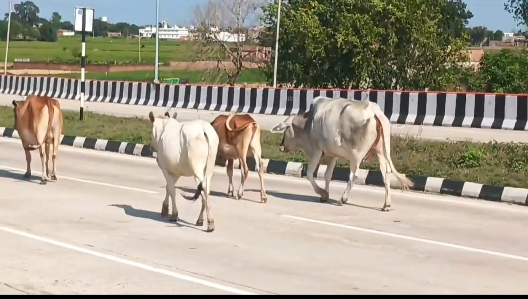 एनएच-24 पर छुट्टा पशुओं का कब्जा, हादसों का खतरा